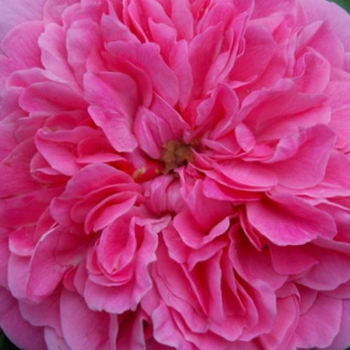 Rosa Les Quatre Saisons® - fără parfum - Trandafir copac cu trunchi înalt - cu flori tip trandafiri englezești - roz - Meilland International - coroană curgătoare - ,-